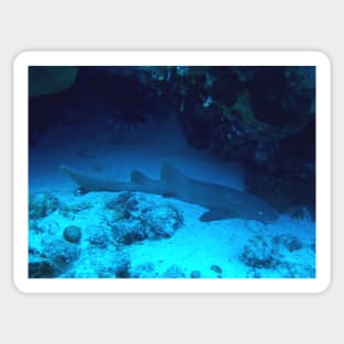 Nurse Shark Sticker